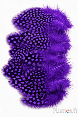Faraona - 3-6 cm - viola